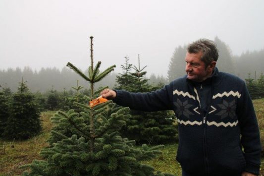 Günther Marx - hat seine Weihnachtsbaumkultur seit 2013 auf ökologischen Anbau umgestellt.