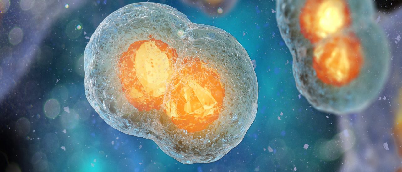 Embryozellen bei der Teilung. Auch dieser Prozess fällt unter das Embryonenschutzgesetz. Foto: Shutterstock.com | Andrii Vodolazhskyi