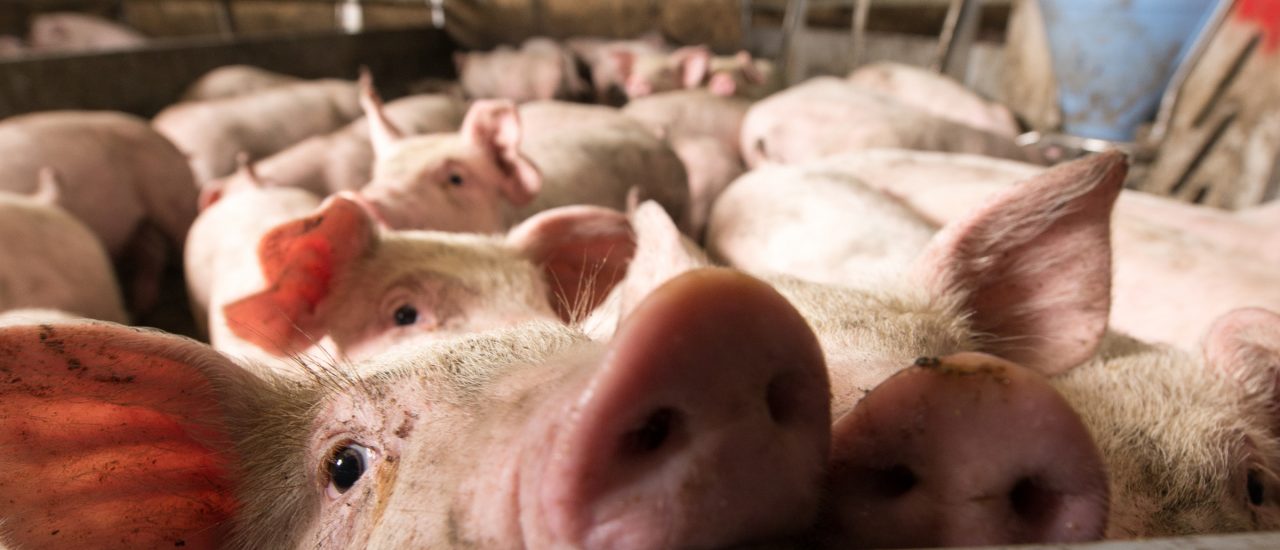 Viele Schweine und wenig Platz. Brauchen wir ein Verbot der Massentierhaltung? Foto: Mark Agnor | shutterstock.com