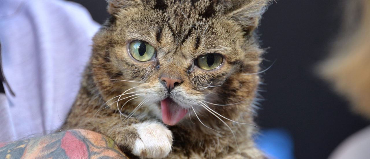 Die Katze Lil BUB ist in kürzester Zeit zum Medienstar geworden. Ihr Aussehen ist bedingt durch zwei Veränderungen in ihrer DNA. Bild: Featureflash Photo Agency | shutterstock.com