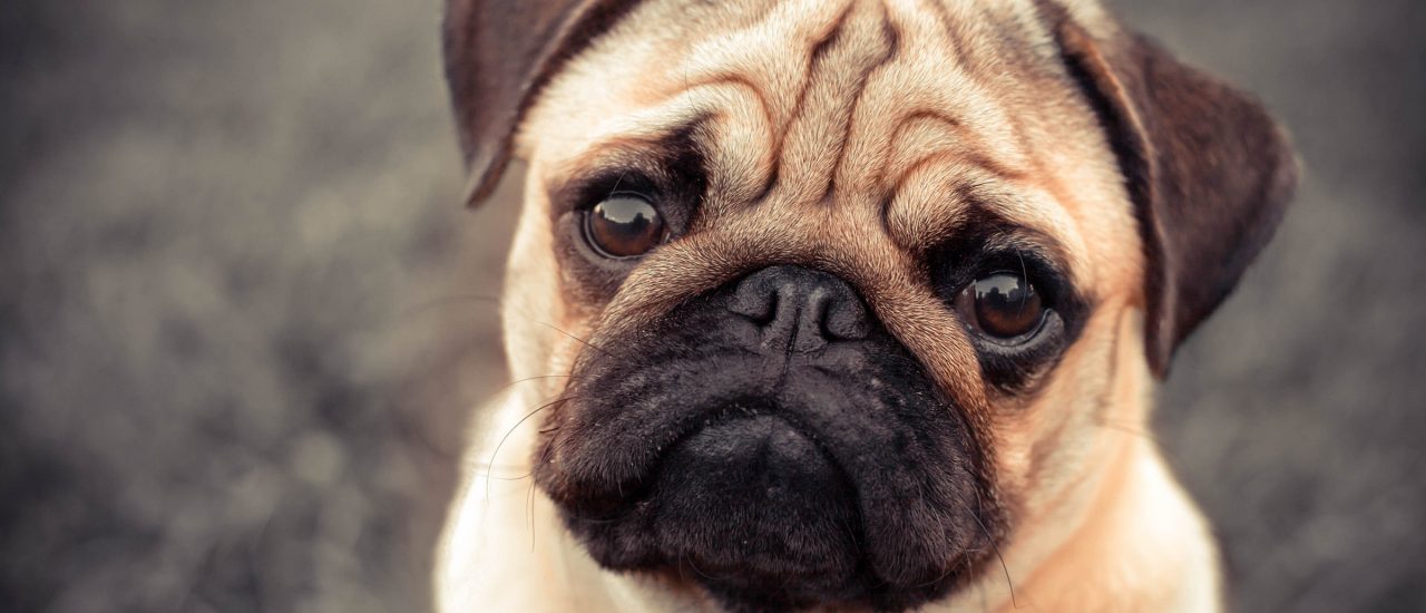 Einen Familienhund zu pfänden. Wir fragen unseren Rechtsanwalt: ist das gerecht? Foto: Nature Art | Shutterstock