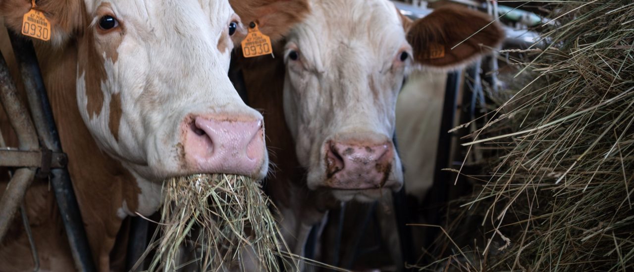 Beim Rinderexport liegt ein eindeutiger Interessenkonflikt zwischen Wirtschaft und moralischen Werten vor. Foto: Patrick Hertzog | AFP