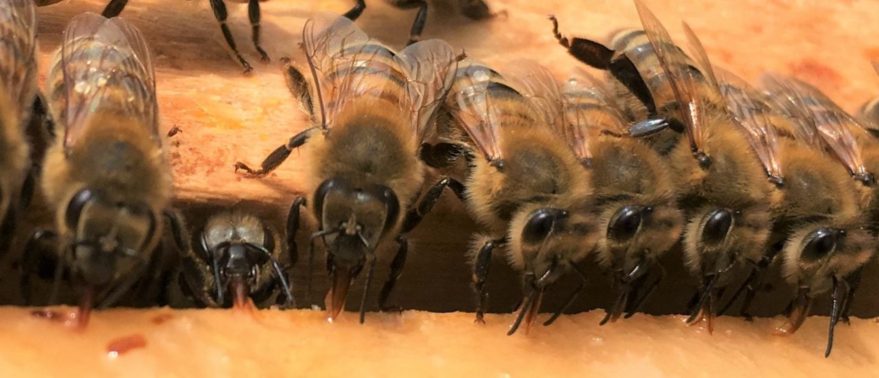 Die Bienen von Leon Grega. Foto | Leon Grega