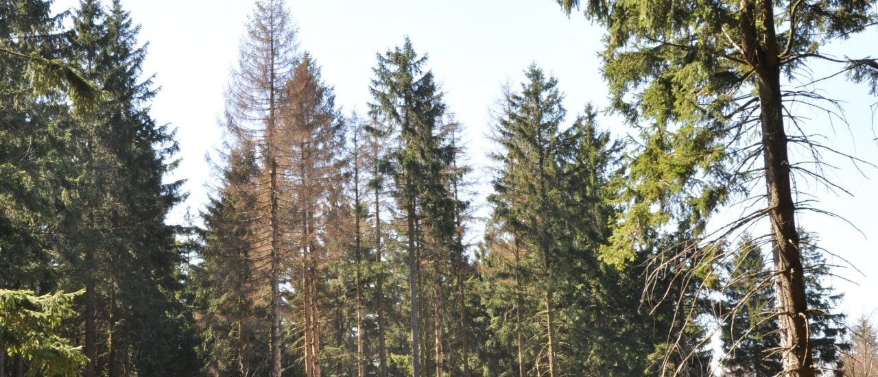 Typisch für viele Wälder in Deutschland: trockene, vom Borkenkäfer befallene Fichten. Foto: Jens Düring | Privat