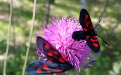 Flapp, flapp, flapp. Auch Schmetterlinge machen Geräusche – und sind bedroht. Foto: | Heike Sicconi