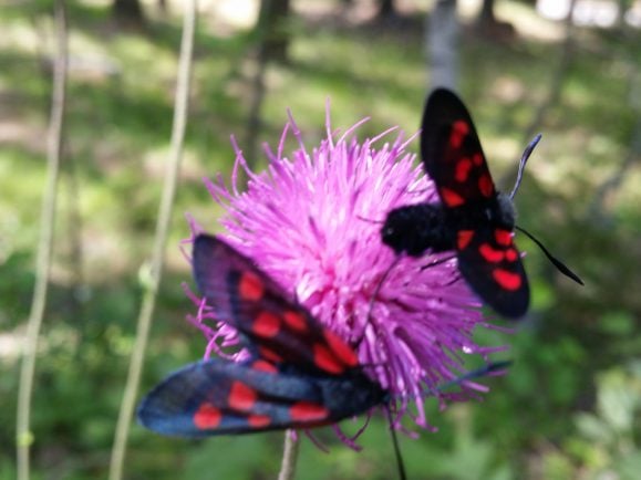 Insekten