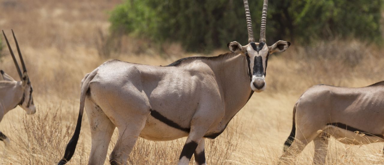 Der Bestand der Ostafrikanischen Oryx oder Beisa-Antilopen hat sich seit Mitte der 1990er Jahre halbiert. Foto: Papa Bravo | shutterstock