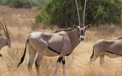 Der Bestand der Ostafrikanischen Oryx oder Beisa-Antilopen hat sich seit Mitte der 1990er Jahre halbiert. Foto: Papa Bravo | shutterstock
