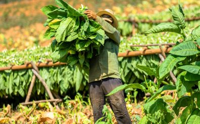 Der Anbau von Tabak verursacht in den Anbauregionen Probleme für Mensch und Umwelt. Foto: Zharov Pavel | shutterstock.com