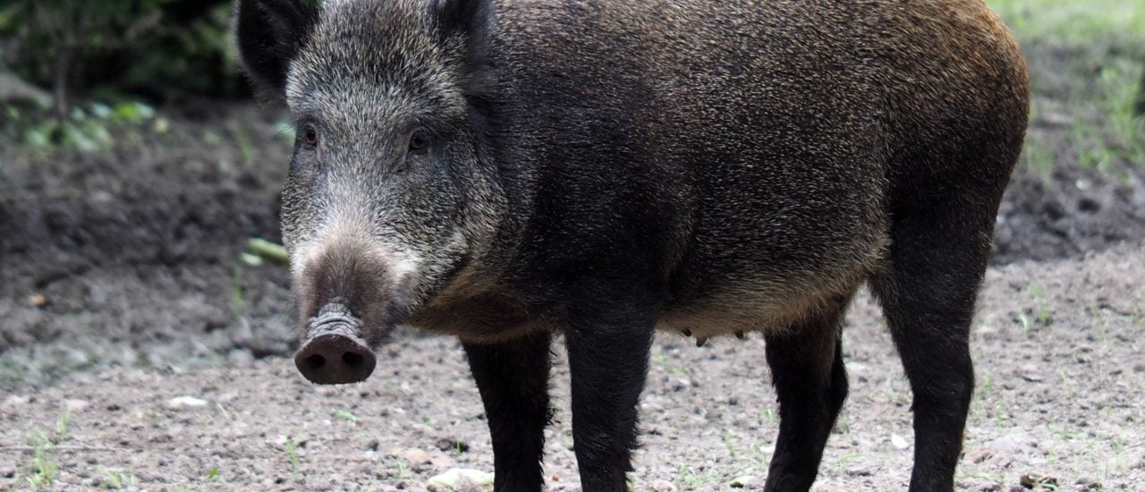 An der dänisch-deutschen Grenze entsteht ein Wildschweinzaun. Damit wollen die Dänen ihre Fleischproduktion vor der afrikanischen Schweinepest schützen. Foto: Ed van Duijn | unsplash