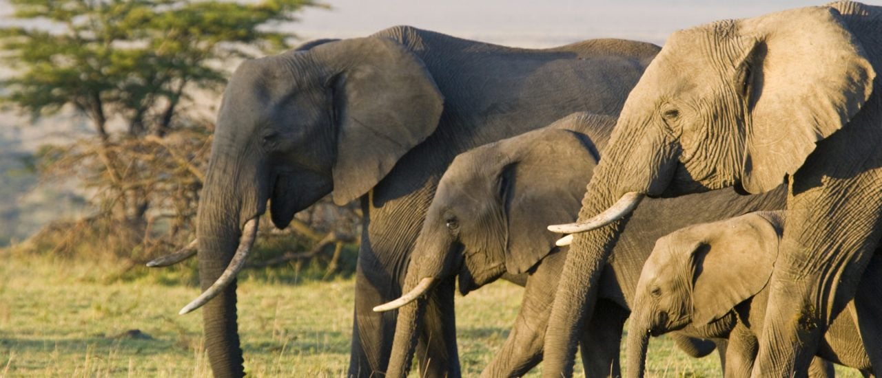 Ein immer seltener werdender Anblick: eine Elefantenfamilie in freier Natur. Foto: Andrew Linscott | shutterstock