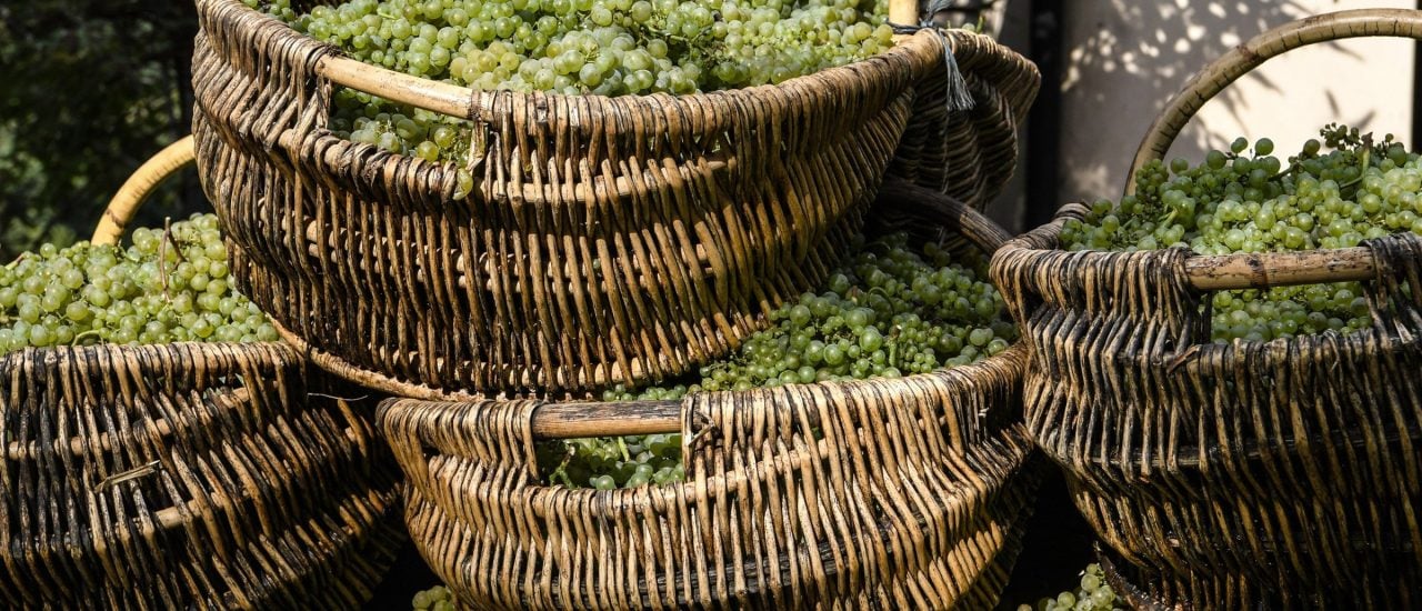 Die Trauben im Burgund werden heutzutage im Durchschnitt 13 Tage früher geerntet als in den letzten 664 Jahren. Damit sind sie ein gutes Beispiel für die Folgen des Klimawandels. Foto: Philippe Desmazes | AFP