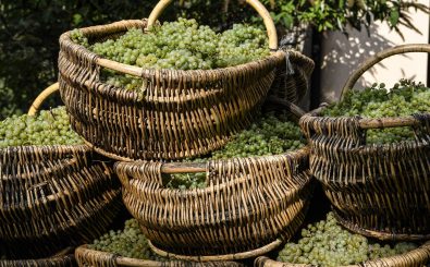 Die Trauben im Burgund werden heutzutage im Durchschnitt 13 Tage früher geerntet als in den letzten 664 Jahren. Damit sind sie ein gutes Beispiel für die Folgen des Klimawandels. Foto: Philippe Desmazes | AFP