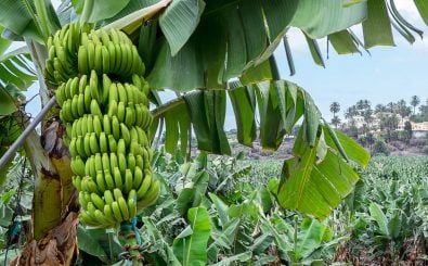 Der Pilz TR4 bedroht nun auch Bananenplantagen in Südamerika. Foto: Salvador Aznar | Shutterstock