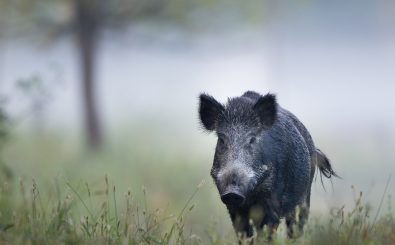 Infizierte Wildschweine in Belgien und Polen sorgen auch in Deutschland für Beunruhigung. Foto: Budimir Jevtic | Shutterstock
