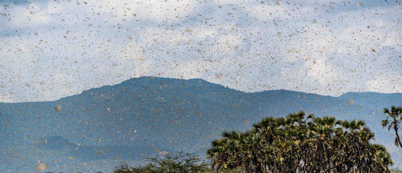Heuschreckenplage in Ostafrika: ein Heuschreckenschwarm über dem Natinalreservat Samburu in Kenia.