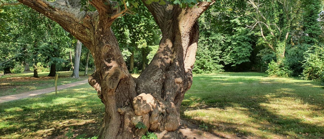 Der Nationalerbe-Baum Nr. 2 , der Gingko im Schlosspark Jahnishausen bei Riesa. 