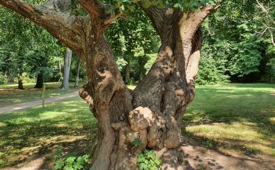 Der Nationalerbe-Baum Nr. 2 , der Gingko im Schlosspark Jahnishausen bei Riesa. 