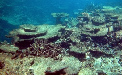 Das Great Barrier Reef vor der australischen Küste. Bild:  AIMS / AFP