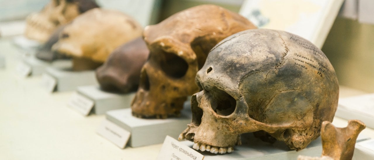 Quelle: Andrii Zastrozhnov / Shutterstock. KYIV, UKRAINE – JUNE 16, 2018: National Museum of Natural Sciences of Ukraine. Human skull evolution, nature theory. Archeology skeleton, previous homo bones, dead man. Anatomy ancestor.