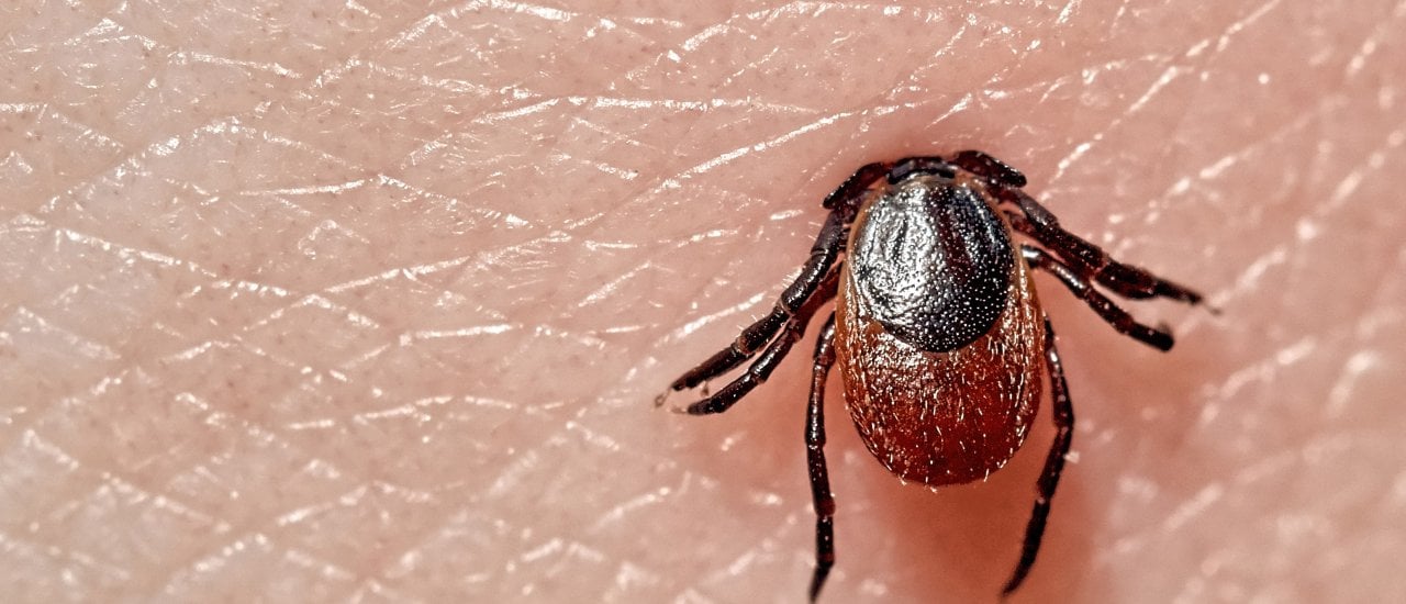 Borreliose: Wie gefährlich ist der Zecken-Biss?