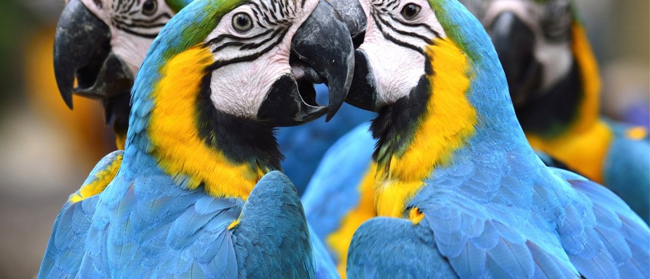Die Evolution des Vogelgehirns