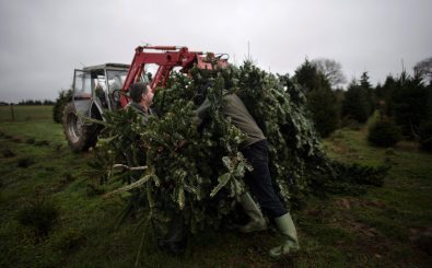 A tractor is used to remove a freshly harvested tree from the plantation at Pimms Christmas Tree farm in Matfield, southeast England, on December 3, 2021. – Poor weather in Scotland, where most of the UK’s trees are grown, combined with an import crisis has seen an increase in demand. (Photo by Ben STANSALL / AFP)