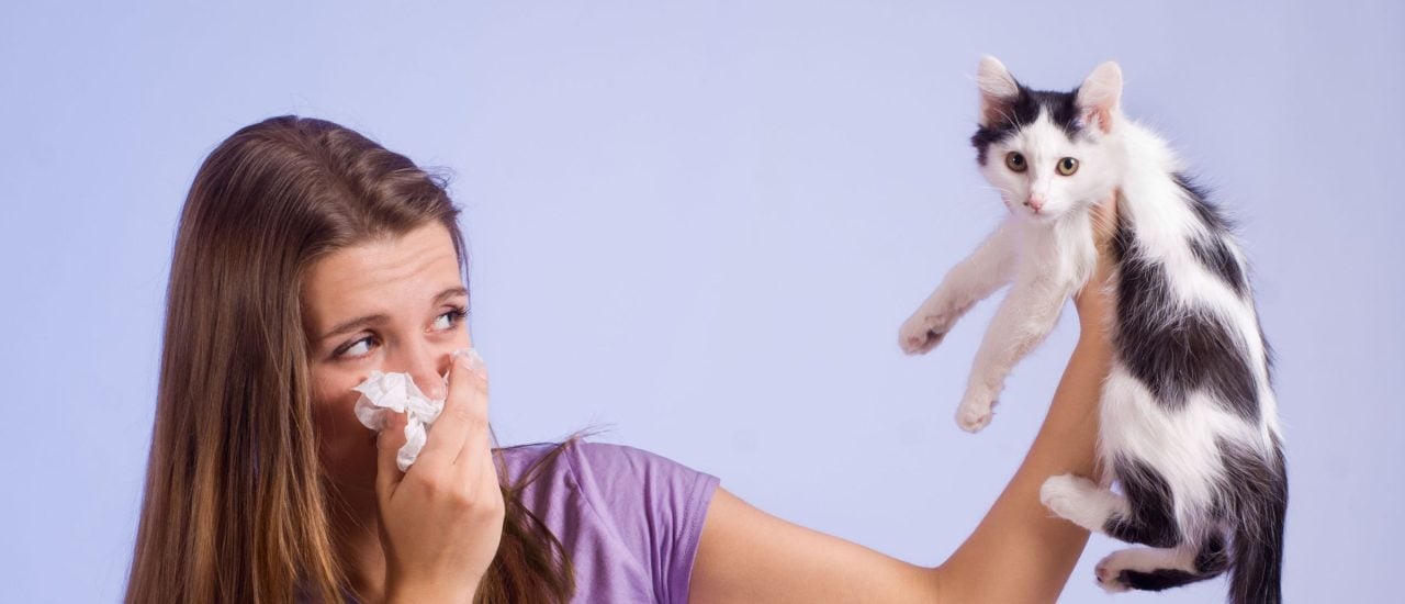 Allergisch auf Katze, Hund und Co: Was tun bei Tierallergien?