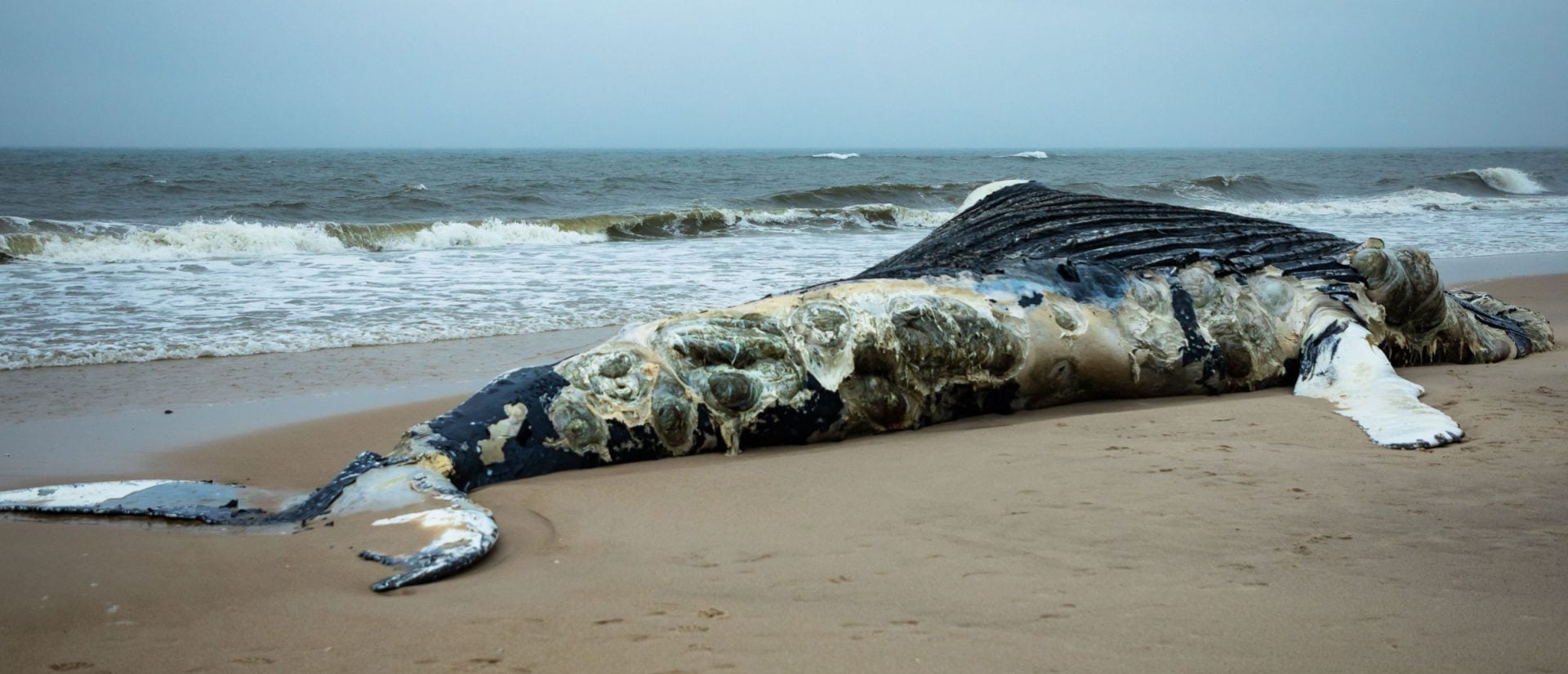 Spektrum-Podcast | Lärmverschmutzung im Ozean – Laute Gefahr unter ...