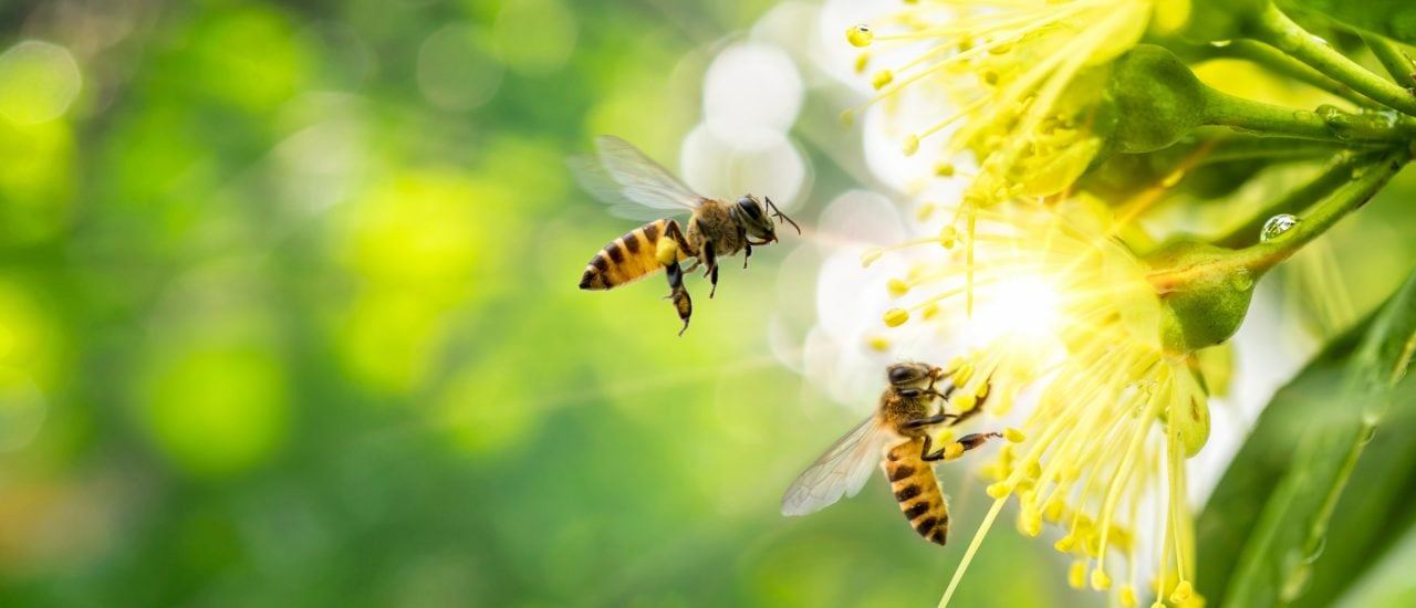 Mehr Schutz für Bestäuberinsekten