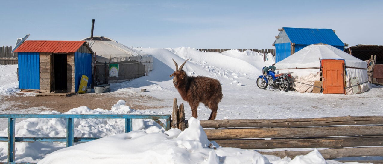 Dzud in der Mongolei: Welche Folgen hat der extreme Winter?