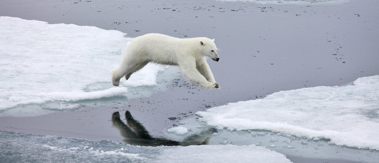 Eisbären in der Arktis — Meet the Grinch