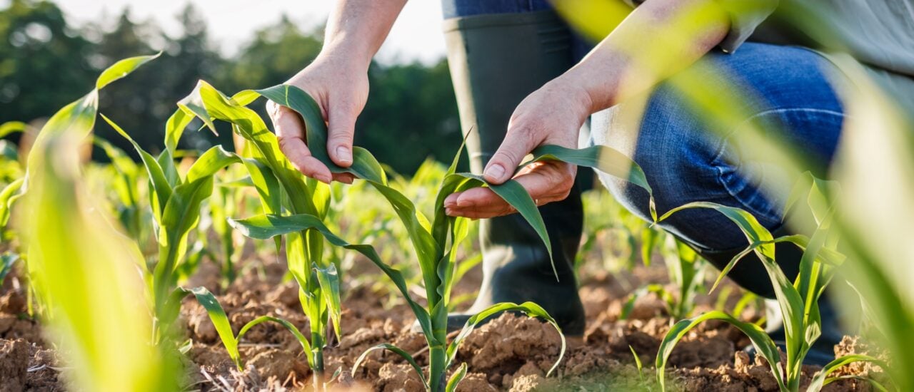 Kriegt uns die Solidarische Landwirtschaft alle satt?