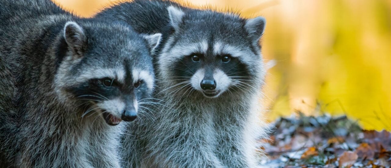 Invasive Arten: Wie Waschbär, Schildkröte und Co. unsere Okösysteme gefährden