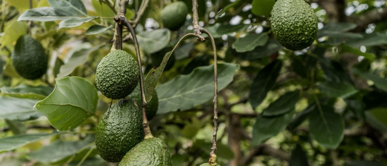 Die Avocado: Das grüne Gold