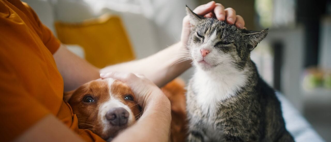 Haben Tiere eine Persönlichkeit?