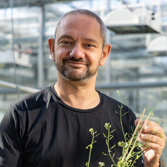 Raphaël Mercier, Direktor am Max-Planck-Institut für Pflanzenzüchtungsforschung