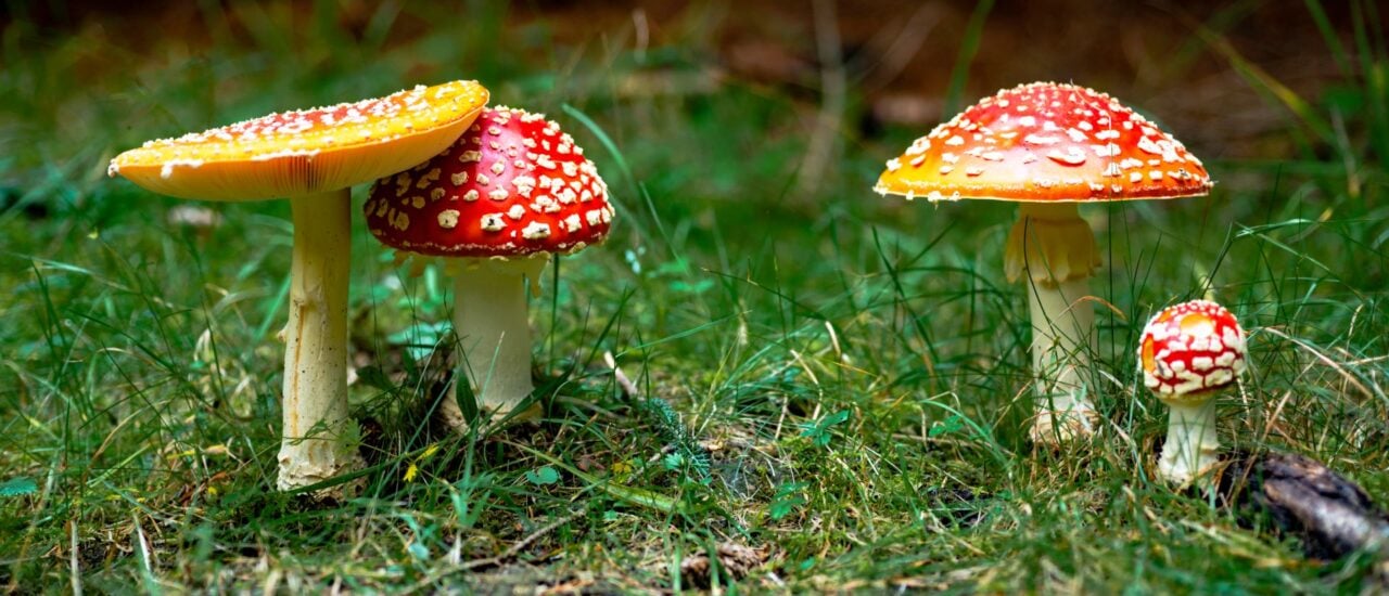 Foto: Pandur / Shutterstock 