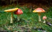 Foto: Pandur / Shutterstock 