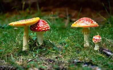 Foto: Pandur / Shutterstock 