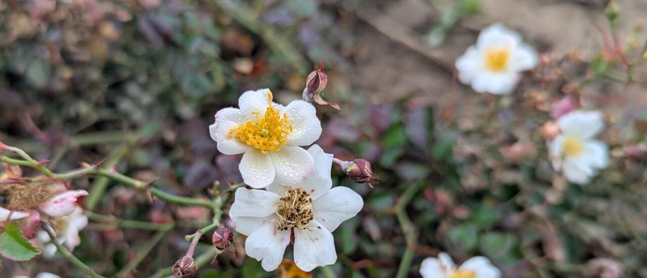 Die Bodendeckerrose Sternenflor hat Heinrich Schultheis selbst gezüchtet. Foto: Heike Sicconi