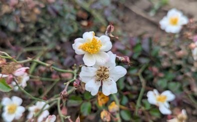 Die Bodendeckerrose Sternenflor hat Heinrich Schultheis selbst gezüchtet. Foto: Heike Sicconi