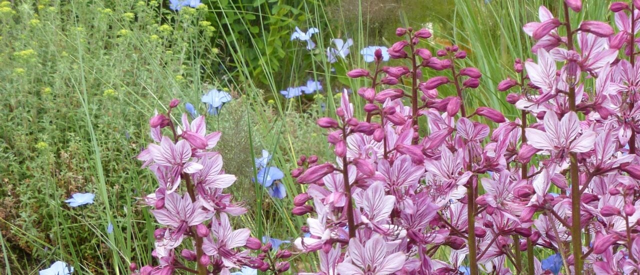 Wildpflanzen: Artenvielfalt retten im Garten? Wildpflanzen: Artenvielfalt retten im Garten?