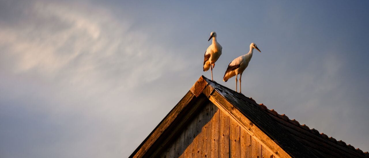 Foto: shutterstock.com/Smit