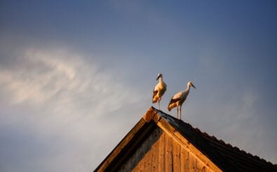 Foto: shutterstock.com/Smit