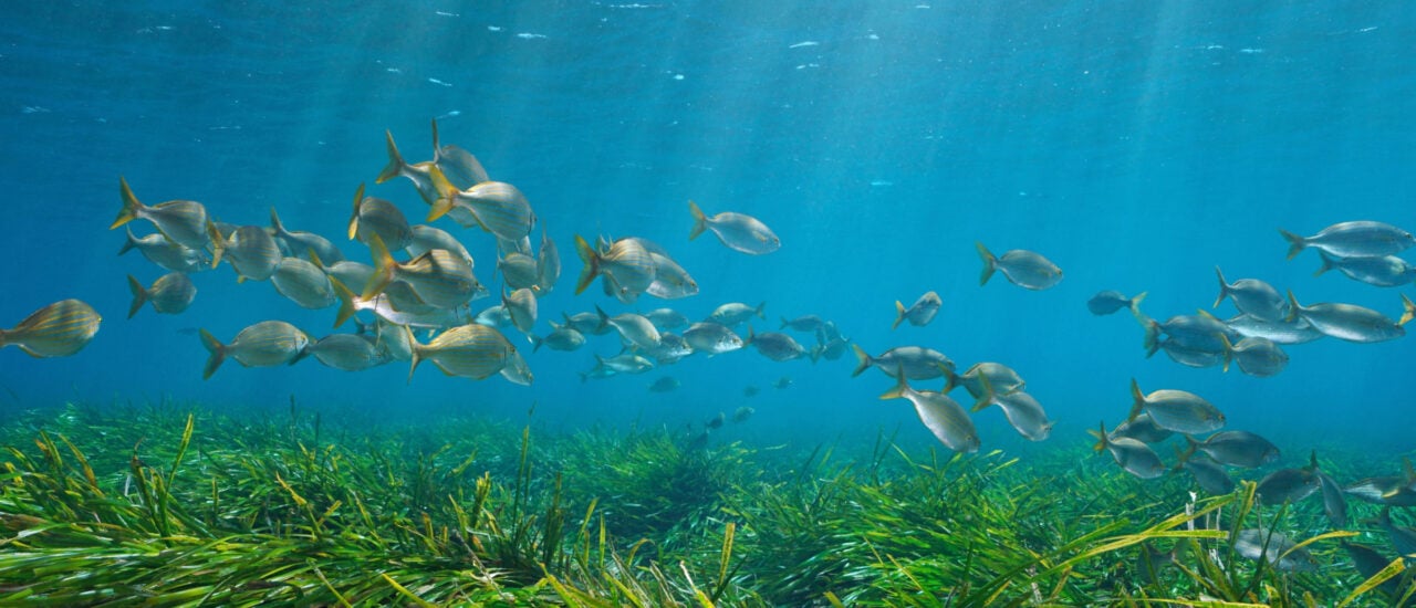 Damsea / Shutterstock.com