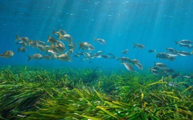 Damsea / Shutterstock.com