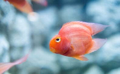 Foto: shutterstock/nattapol jaroonsak