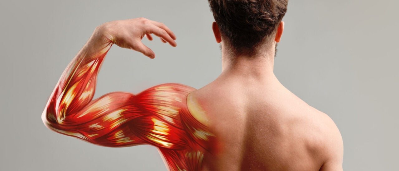 Muskelgedächtnis: Wie der Körper Kraft speichert