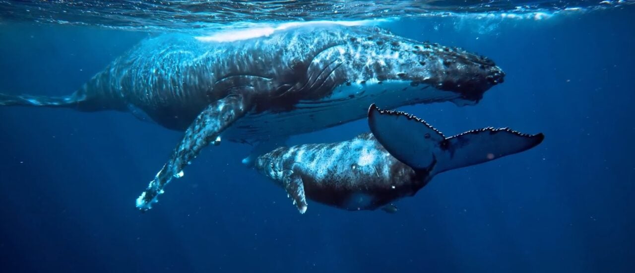 Julian Charrière – Die Entstehung der Welt Julian Charrière – Die Entstehung der Welt